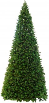 Christmas tree Colorado